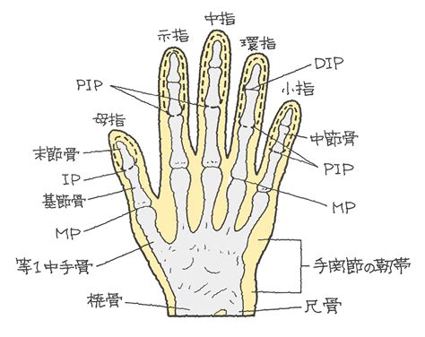 手指第一指節